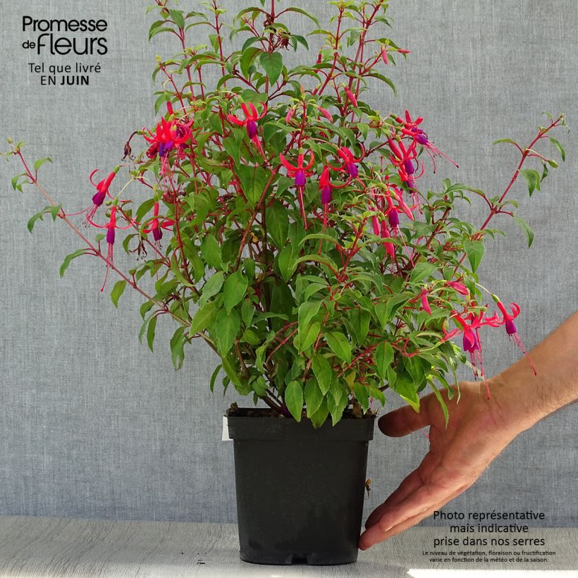 Spécimen de Fuchsia Genii  Pot de 2L/3L tel que livré en été
