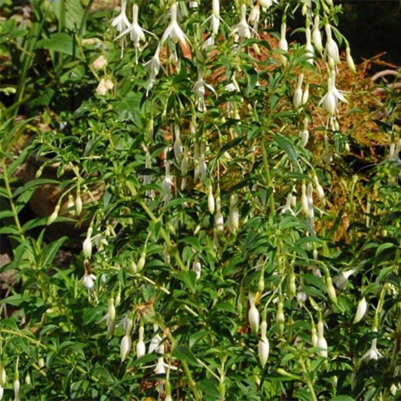 Fuchsia magellanica Hawkshead  (Feuillage)