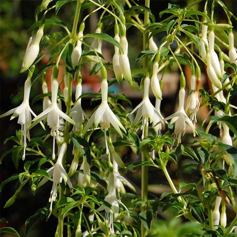 Fuchsia magellanica Hawkshead  (Floraison)
