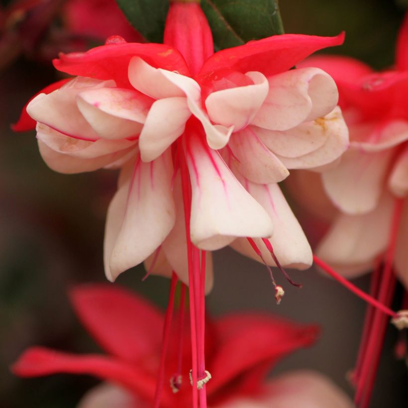 Fuchsia Heidi Weiss (Floraison)