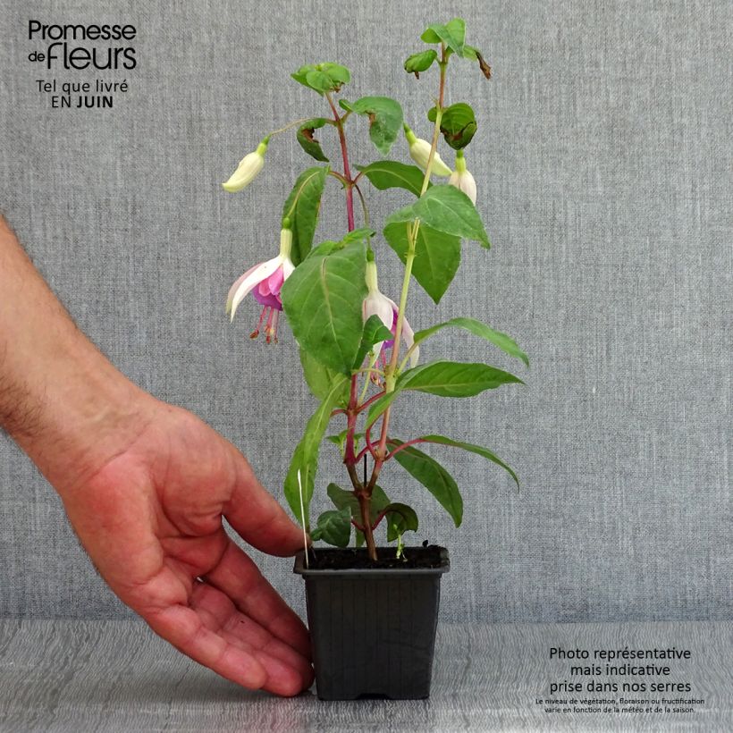Spécimen de Fuchsia Illusion Godet de 8/9 cm tel que livré en été