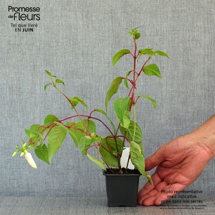 Spécimen de Fuchsia Illusion - Godet de 8/9 cm tel que livré au printemps