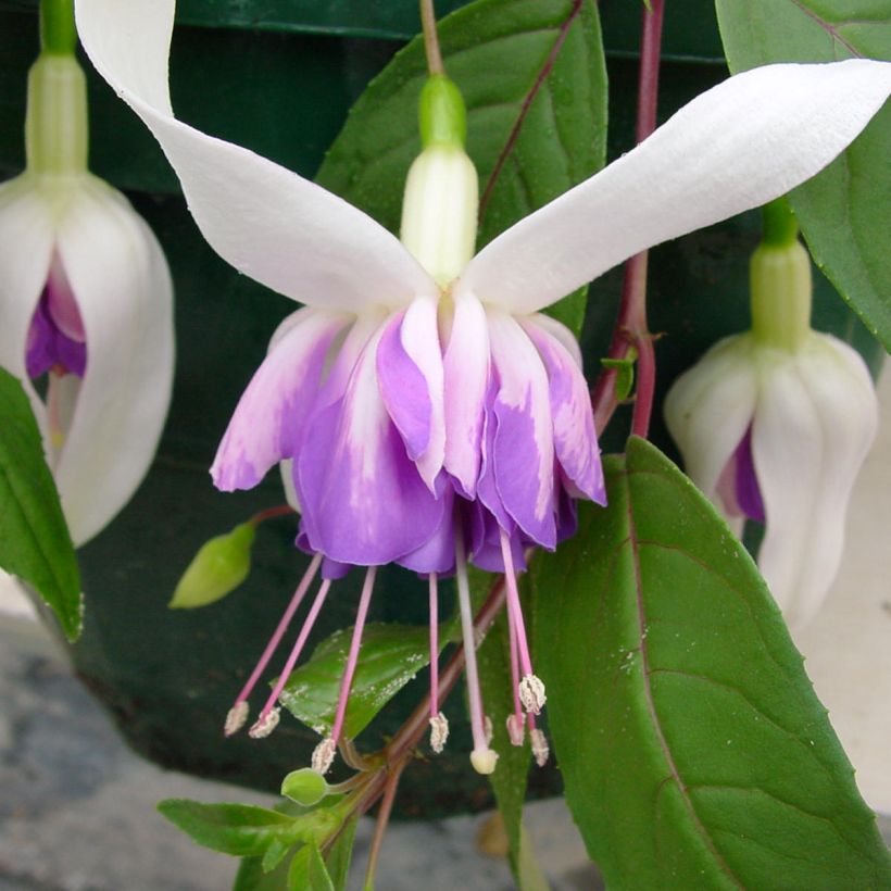 Fuchsia Illusion (Floraison)