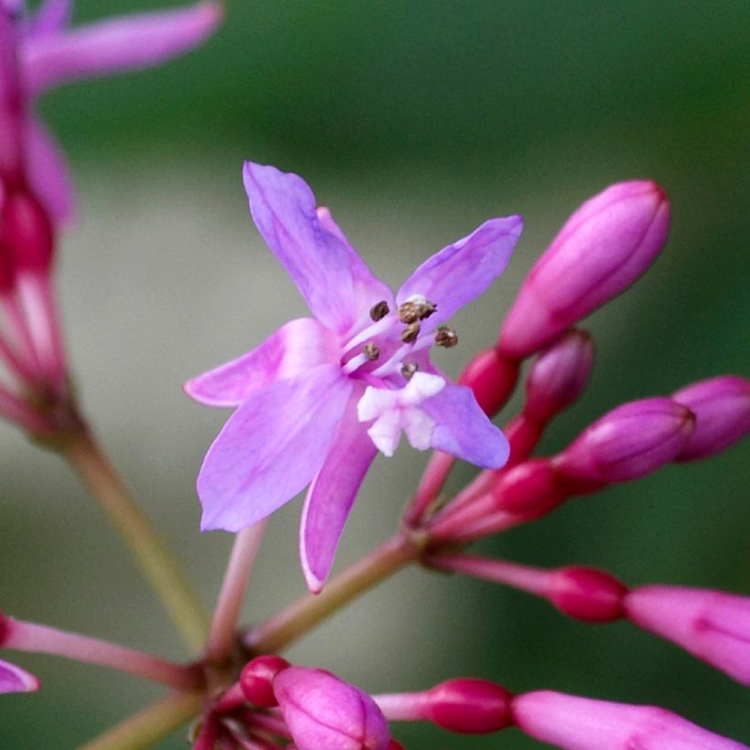 Fuchsia Lechlade Gordon (Floraison)