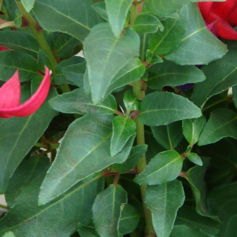 Fuchsia rustique Marjory Black (Feuillage)