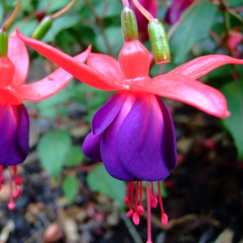 Fuchsia rustique Marjory Black (Floraison)