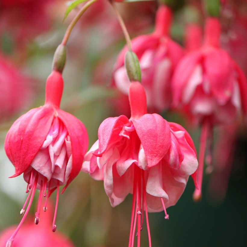 Fuchsia R.A.F (Floraison)