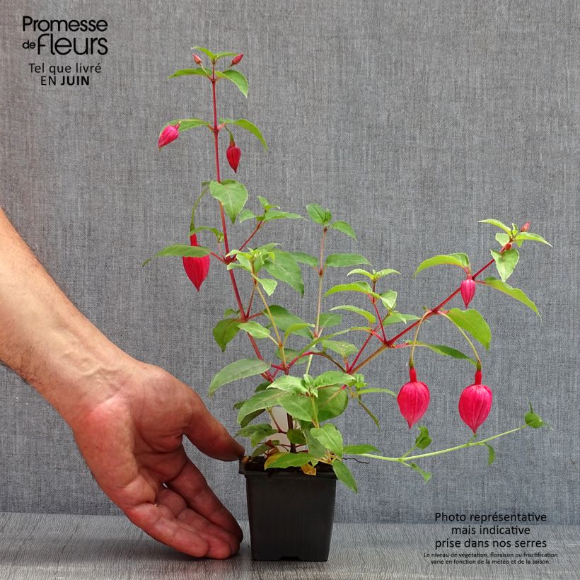 Spécimen de Fuchsia R.A.F - Godet de 8/9 cm tel que livré au printemps