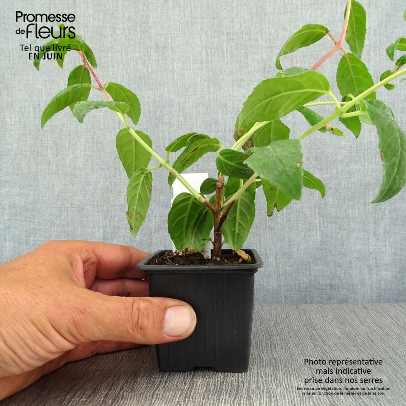 Spécimen de Fuchsia Thalia Godet de 8/9 cm tel que livré en été