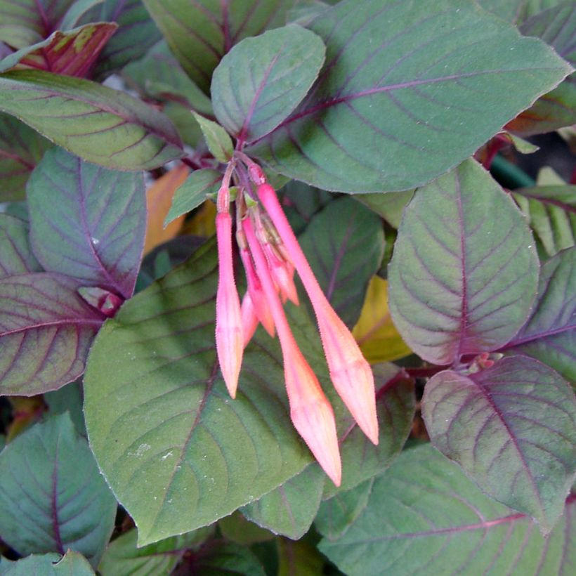 Fuchsia Thalia (Feuillage)