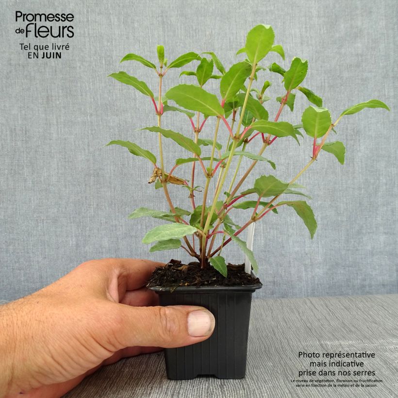 Example of Fuchsia Winston Churchill as you get in ete