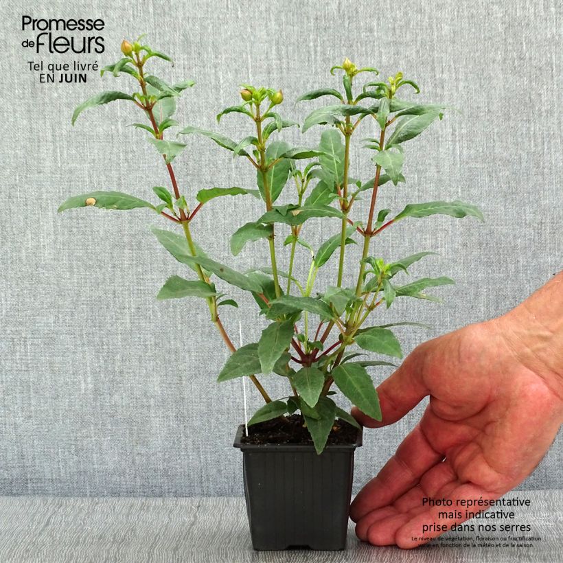 Spécimen de Fuchsia Winston Churchill - Godet de 8/9 cm tel que livré au printemps