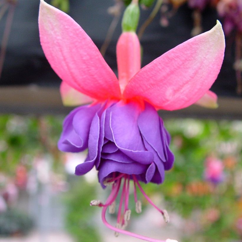 Fuchsia Winston Churchill (Floraison)