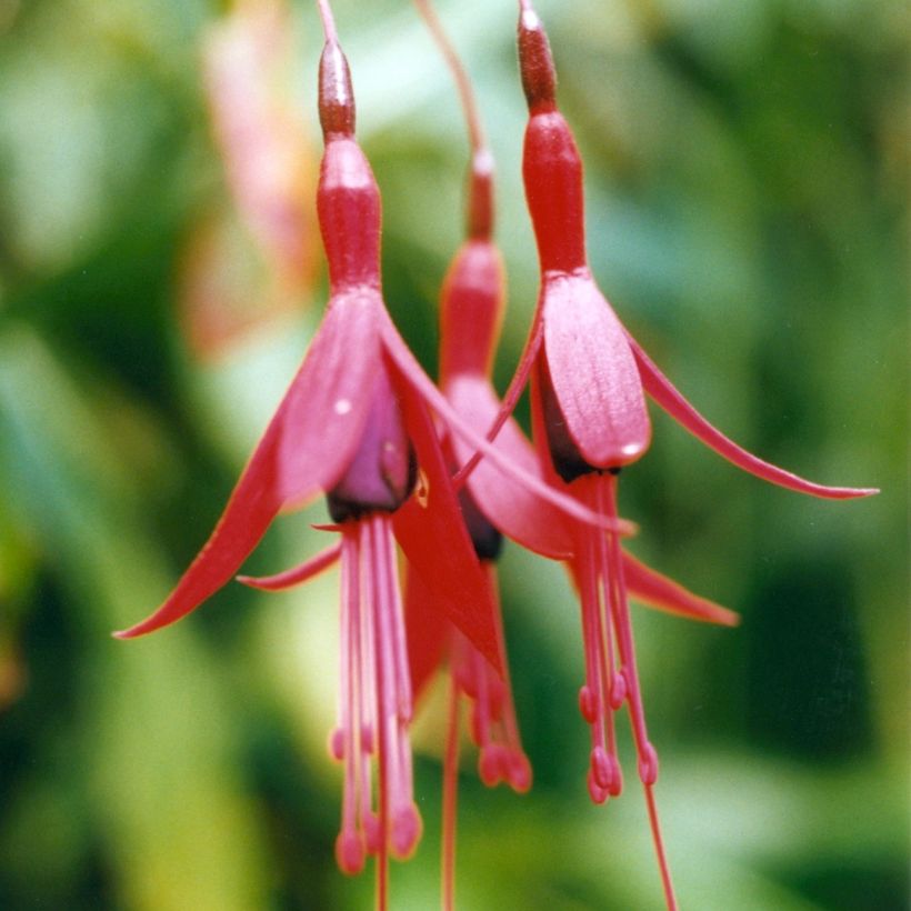 Fuchsia brevilobis (Floraison)