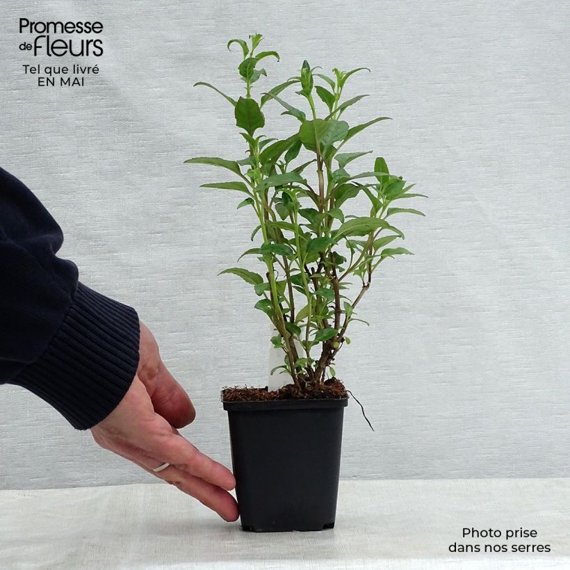 Spécimen de Fuchsia du Cap - Phygelius rectus African Queen Godet de 9cm tel que livré au printemps