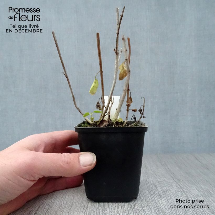 Spécimen de Fuchsia du Cap - Phygelius rectus African Queen tel que livré en hiver