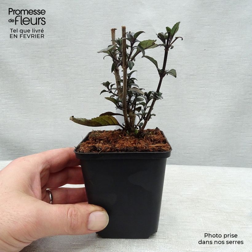Spécimen de Fuchsia du Cap - Phygelius rectus Blacher (Cherry Ripe) Godet de 9cm tel que livré en hiver