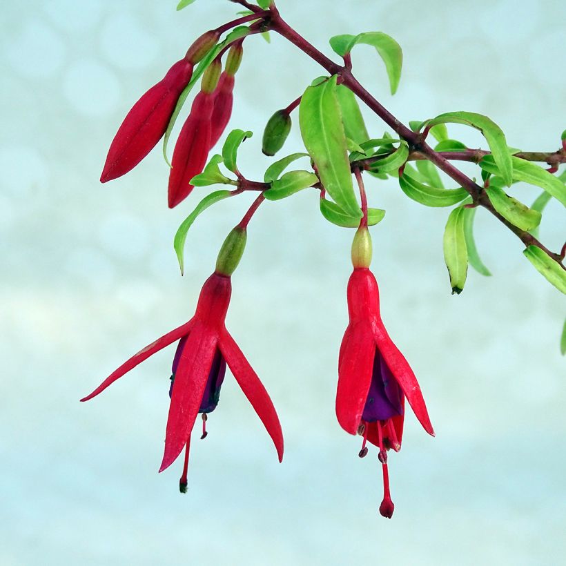 Fuchsia grimpant - Fuchsia Lady Boothby (Floraison)