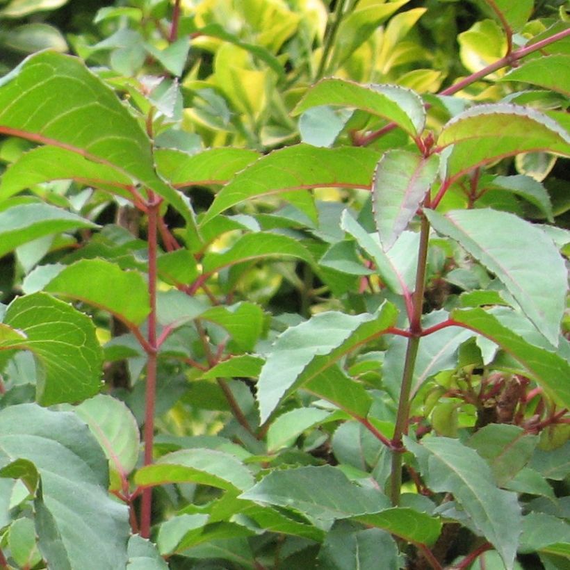 Fuchsia magellanica (Feuillage)