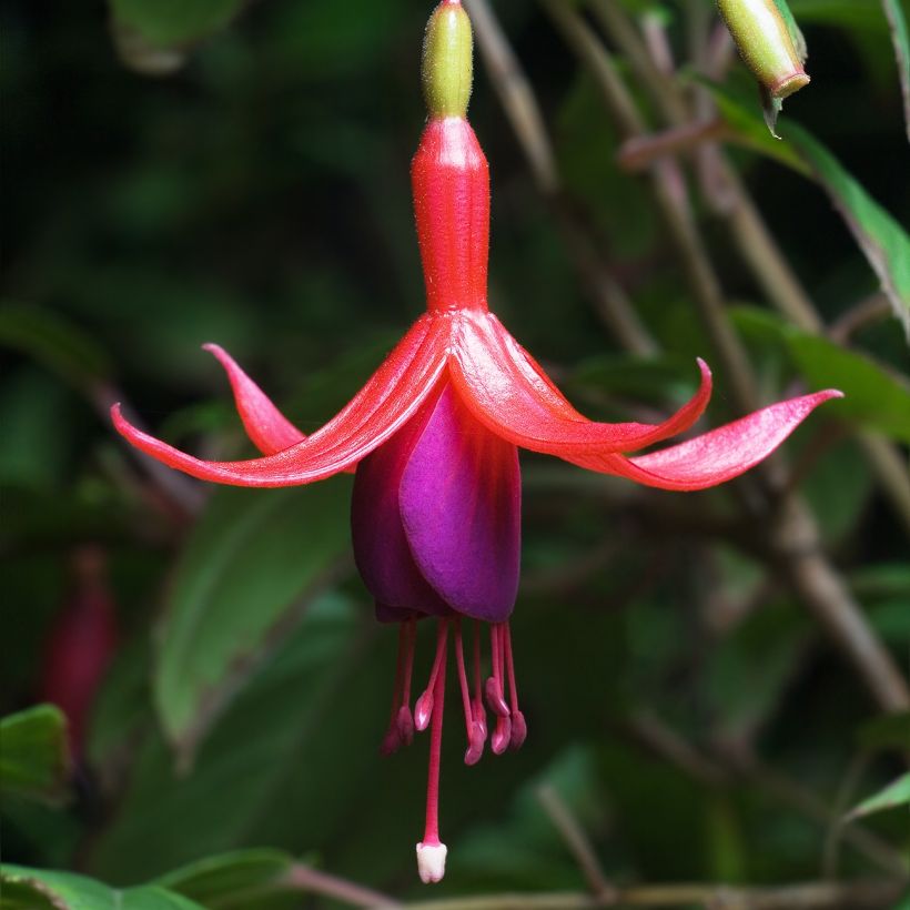 Fuchsia magellanica (Floraison)