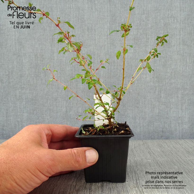 Spécimen de Fuchsia magellanica Arauco tel que livré en ete