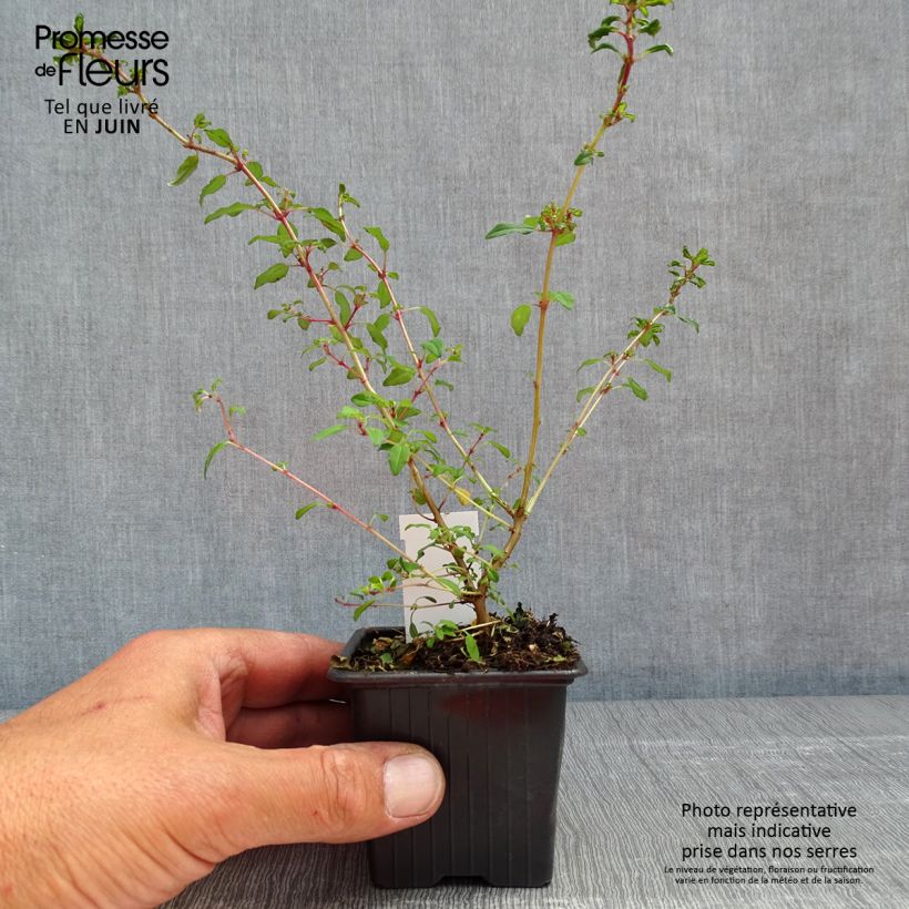 Spécimen de Fuchsia magellanica Arauco - godet 8/9cm tel que livré au printemps
