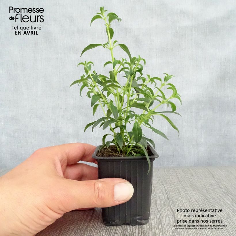 Spécimen de Fuchsia magellanica Hawkshead en godet de 8 cm tel que livré au printemps