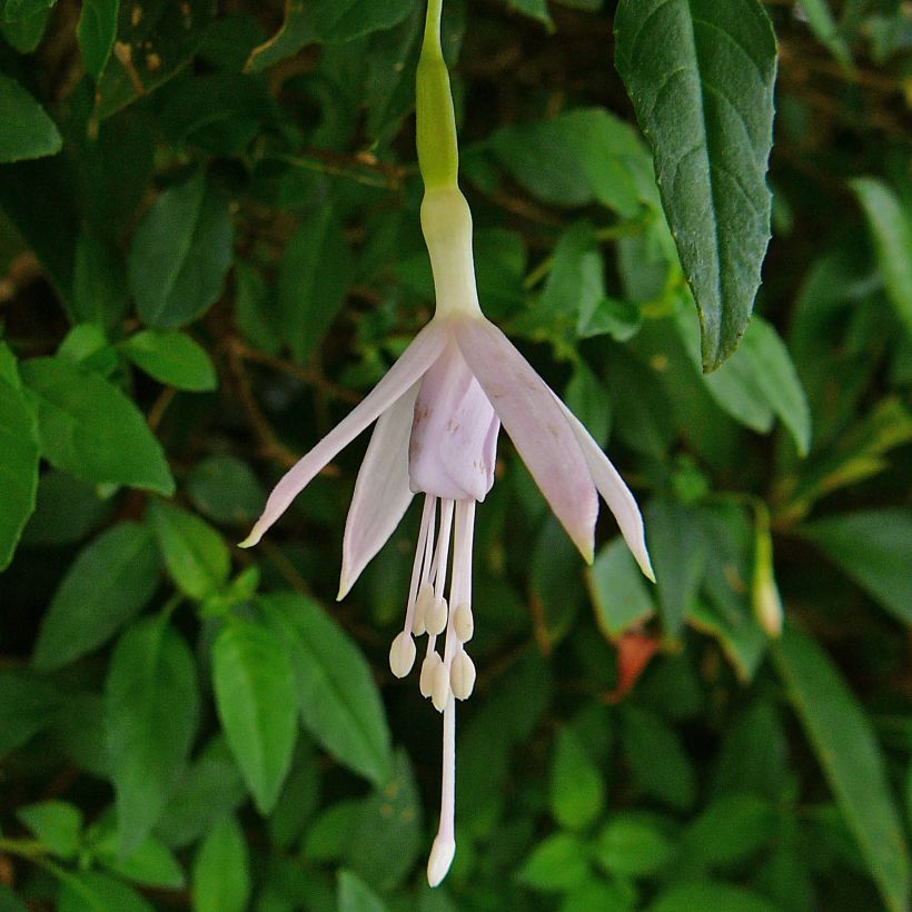 Fuchsia magellanica var. molinae (Floraison)