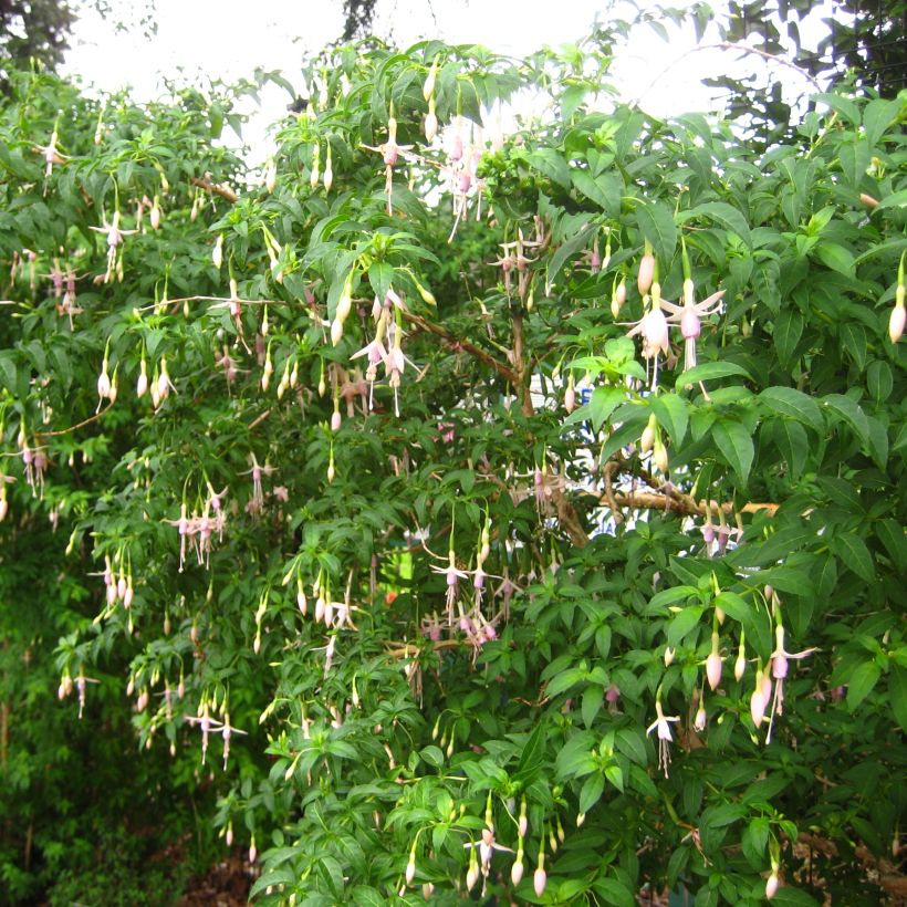 Fuchsia magellanica var. molinae (Port)