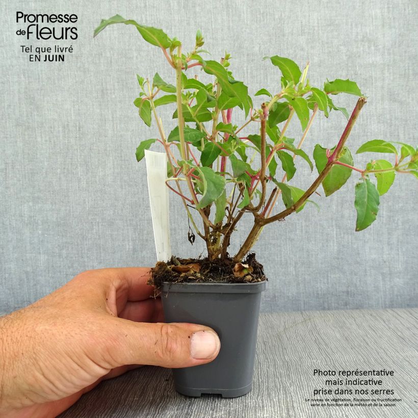 Spécimen de Fuchsia magellanica Riccartonii - Fuchsia de Magellan Godet de 8/9 cm tel que livré en été