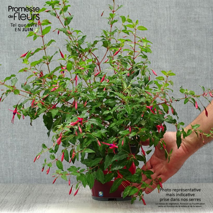 Spécimen de Fuchsia magellanica Riccartonii - Fuchsia de Magellan Pot de 2L/3L tel que livré en été