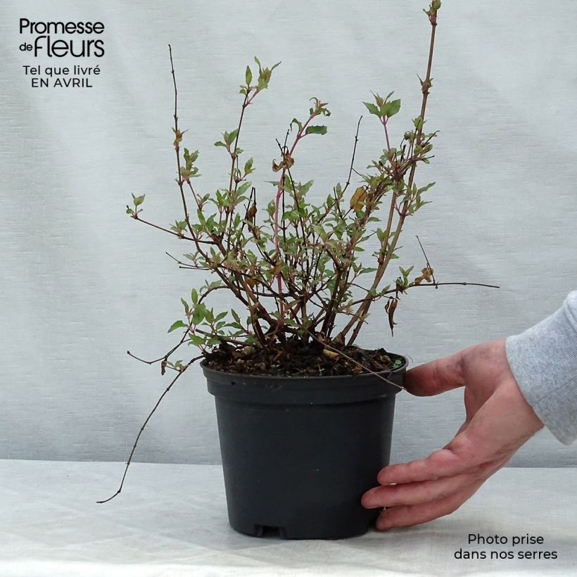 Spécimen de Fuchsia magellanica Riccartonii - Fuchsia de Magellan Pot de 2L/3LHauteur livrée env. 20+cm tel que livré au printemps
