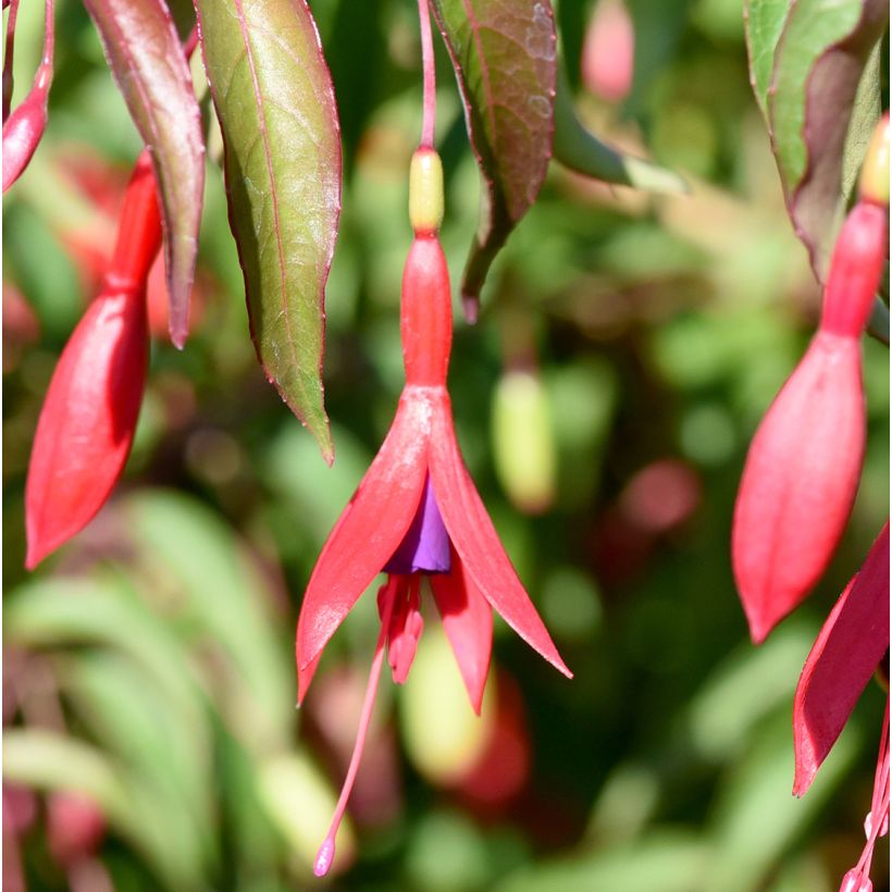 Fuchsia magellanica Tricolorii (Floraison)