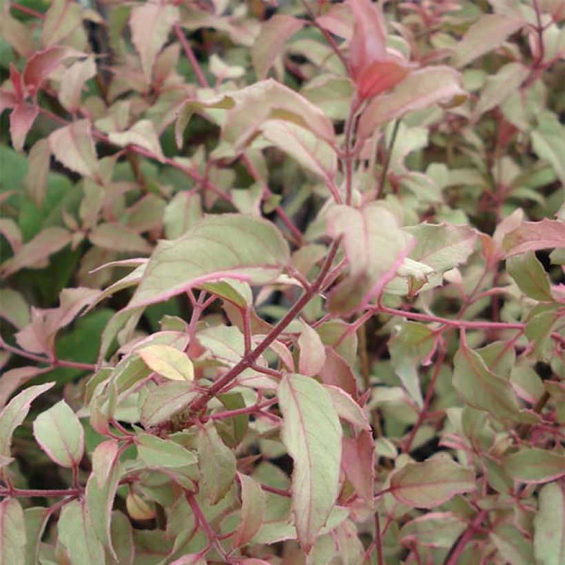 Fuchsia magellanica Versicolor (Feuillage)