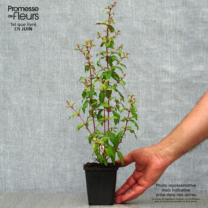 Spécimen de Fuchsia magellanica var. gracilis Aurea Godet de 7/8 cm tel que livré en été
