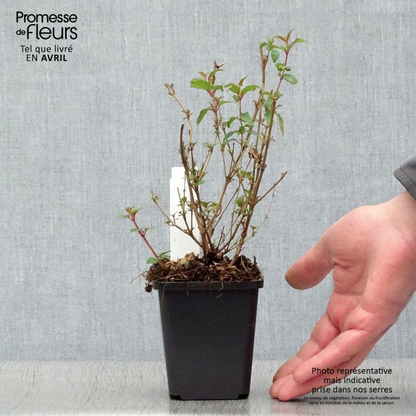Spécimen de Fuchsia magellanica var. gracilis Aurea Godet de 7/8 cm tel que livré au printemps