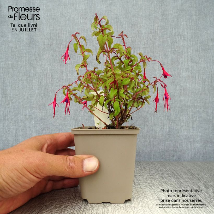 Spécimen de Fuchsia magellanica var. gracilis Godet de 8/9 cm tel que livré en été