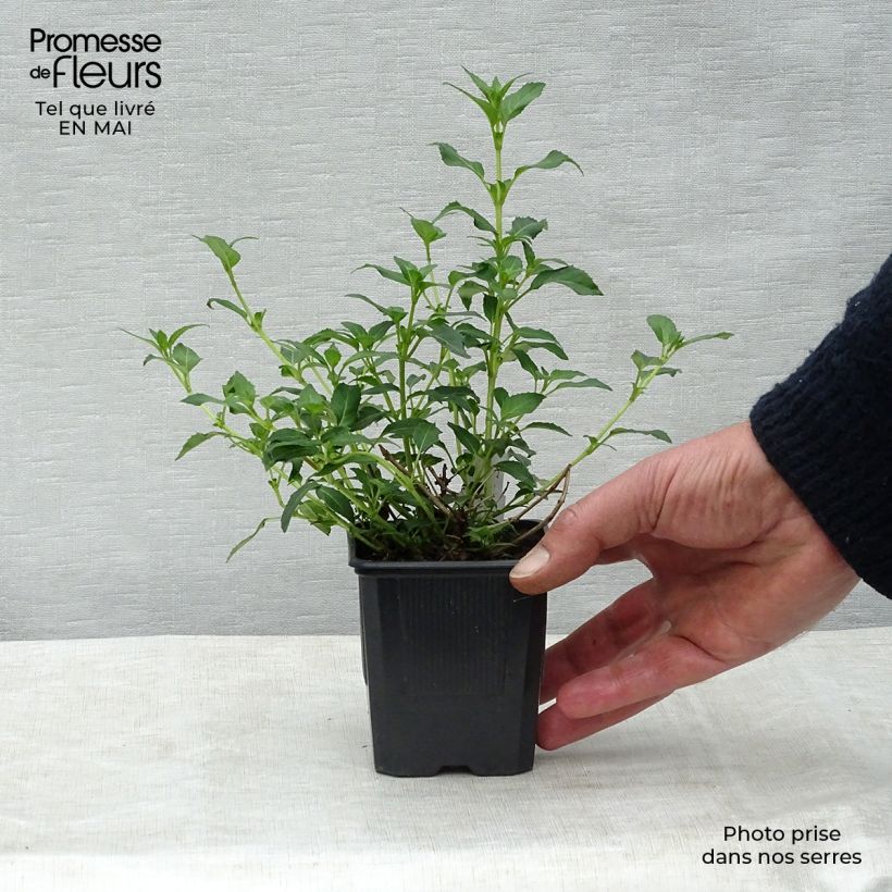 Spécimen de Fuchsia magellanica var. molinae Godet de 8 cm tel que livré au printemps