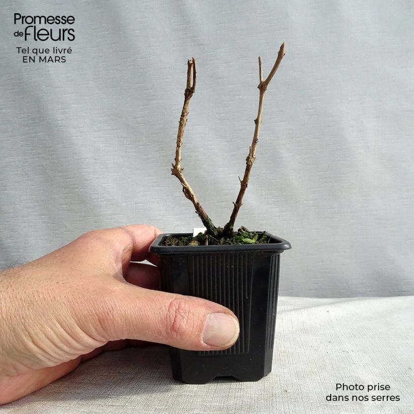 Spécimen de Fuchsia magellanica var. gracilis Godet de 8 cm tel que livré au printemps