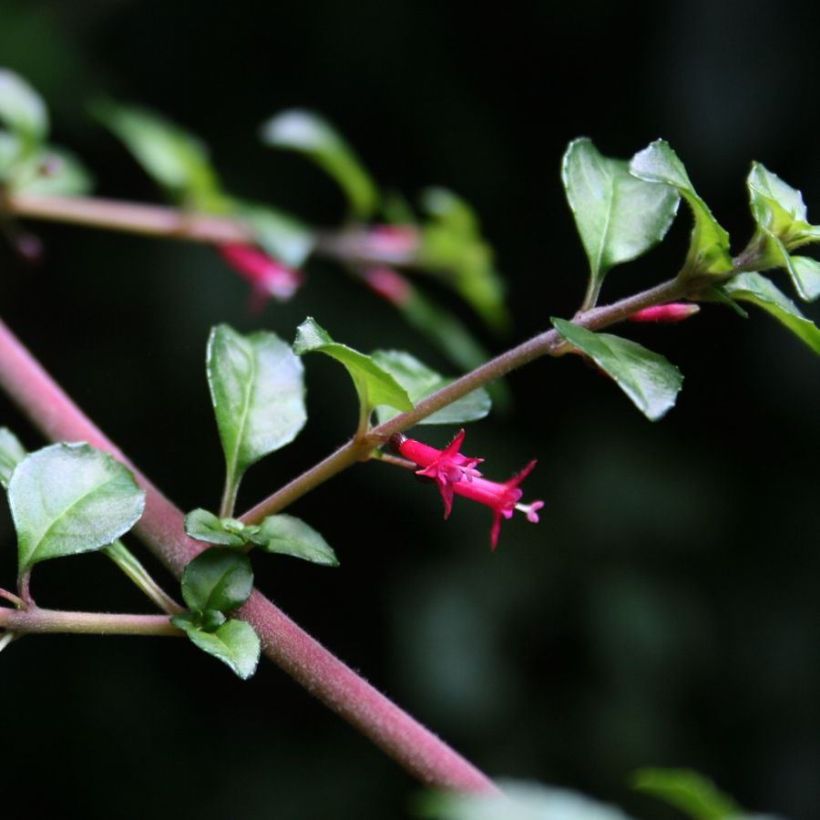 Fuchsia microphylla ssp. hemschleiana (Floraison)