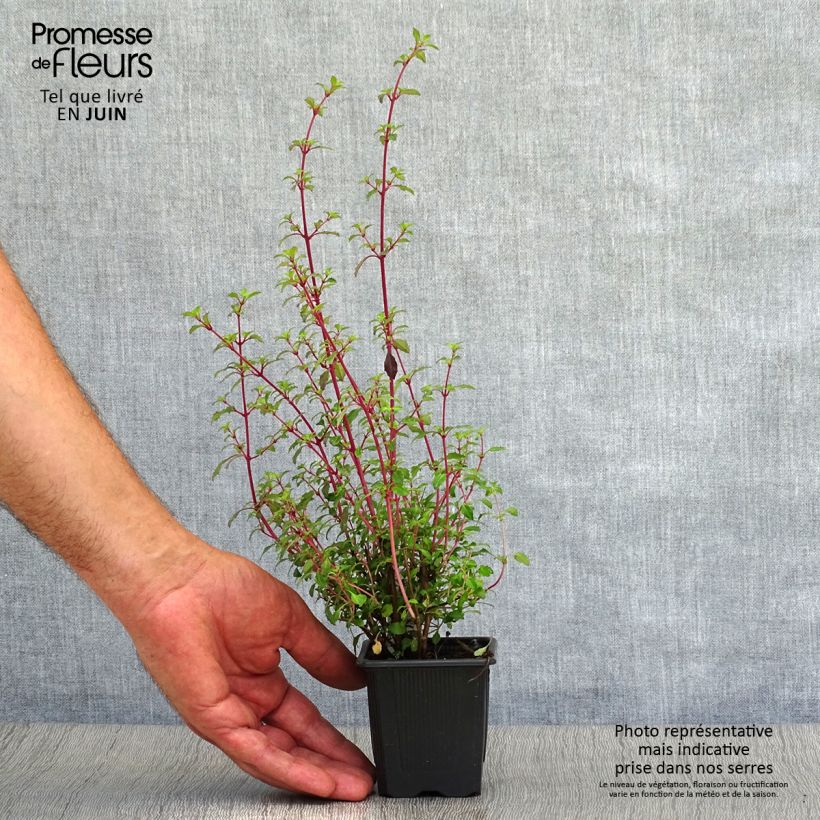 Spécimen de Fuchsia microphylla ssp. microphylla Godet de 8/9 cm tel que livré en été