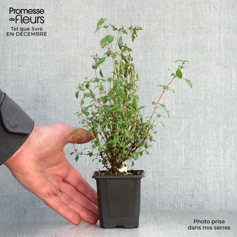 Spécimen de Fuchsia microphylla ssp. microphylla tel que livré en hiver