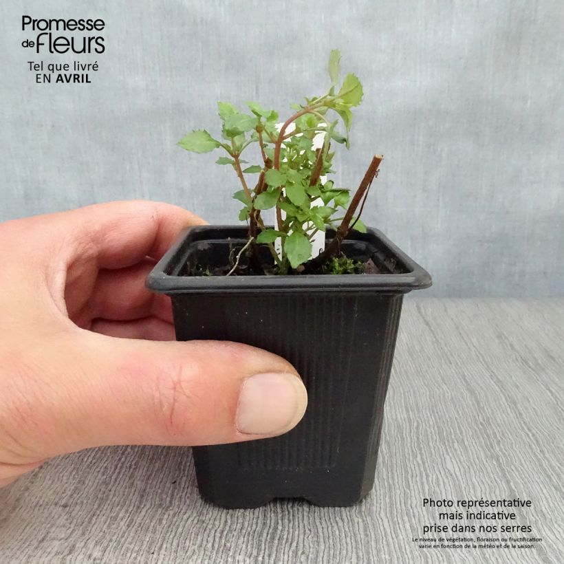 Spécimen de Fuchsia microphylla ssp. microphylla Godet de 9cm tel que livré au printemps