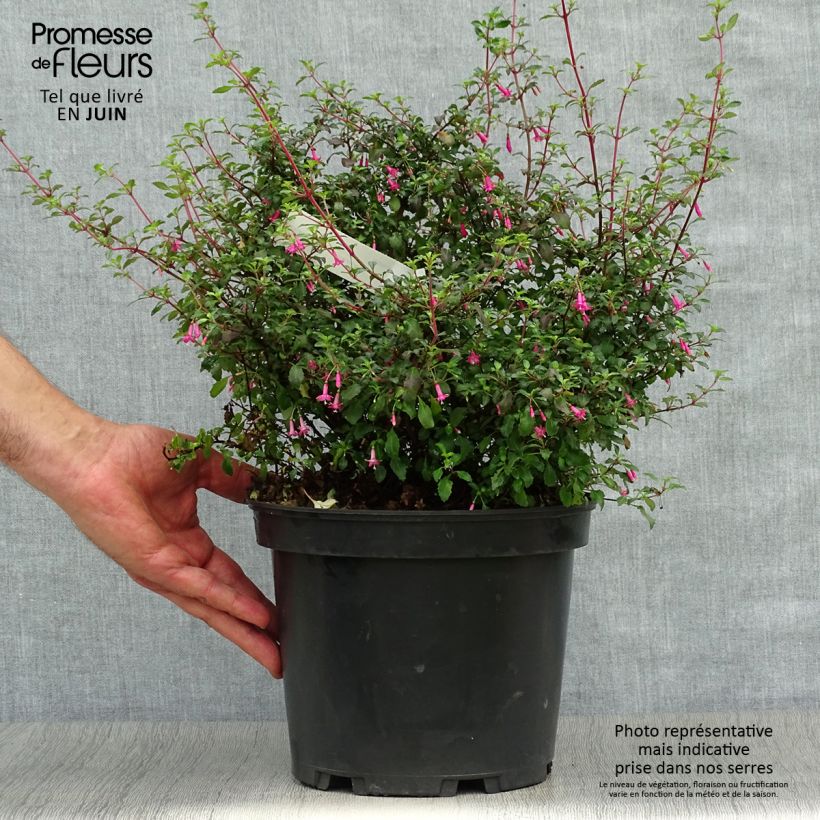 Spécimen de Fuchsia microphylla ssp. microphylla Pot de 4L/5L tel que livré en été