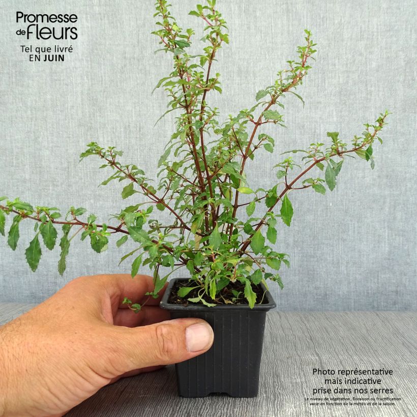 Spécimen de Fuchsia minutiflora Godet de 8/9 cm tel que livré en été
