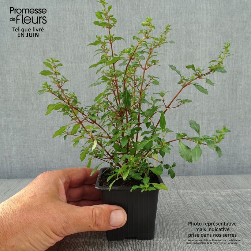 Spécimen de Fuchsia minutiflora - Godet de 8/9 cm tel que livré au printemps