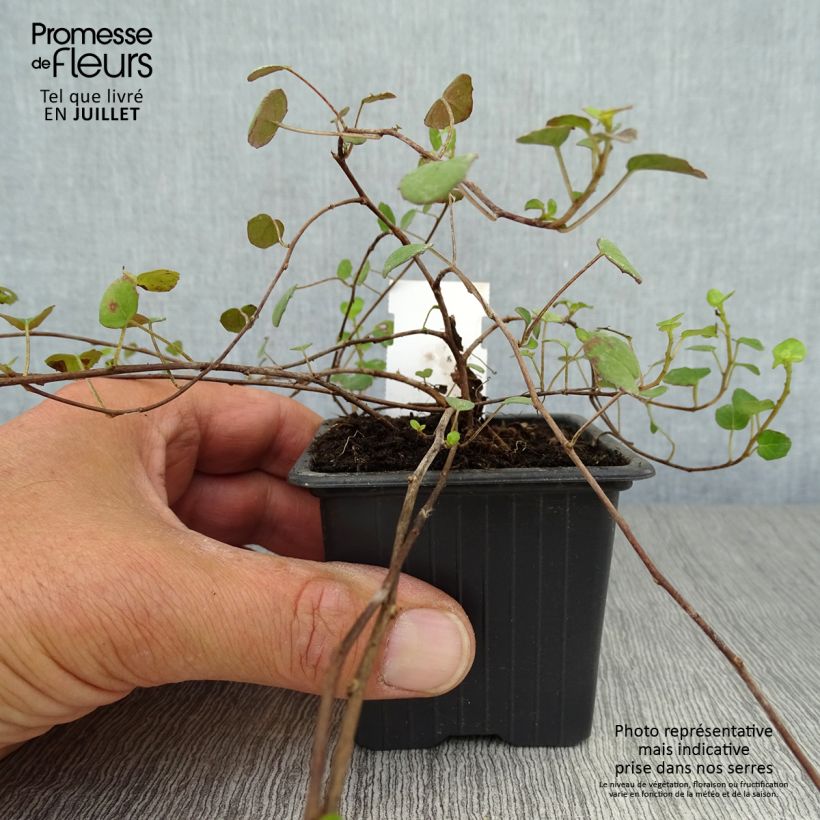 Example of Fuchsia procumbens as you get in ete