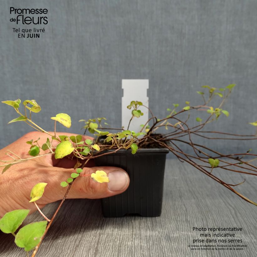 Spécimen de Fuchsia procumbens - Godet de 8/9 cm tel que livré au printemps