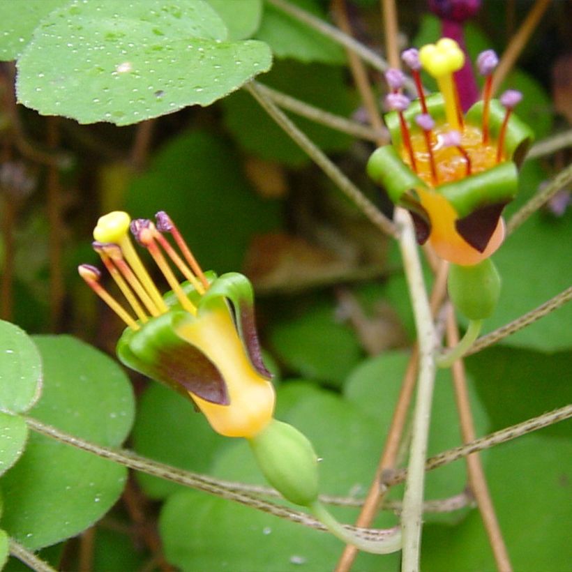 Fuchsia procumbens (Floraison)