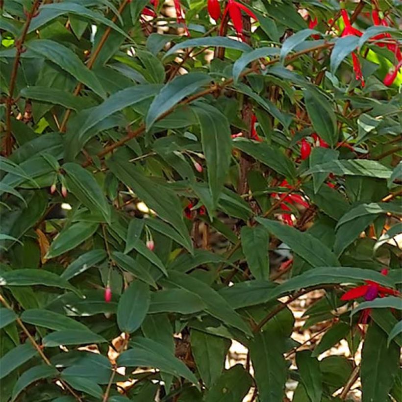Fuchsia regia Reitzii - Fuchsia royal (Feuillage)